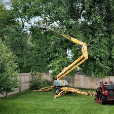 Best Tree Removal  in Point, TX