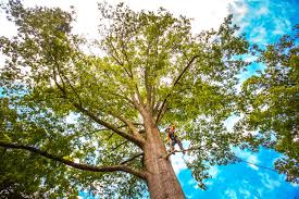 Best Tree Health Inspection  in Point, TX