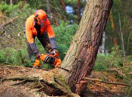 Best Root Management and Removal  in Point, TX