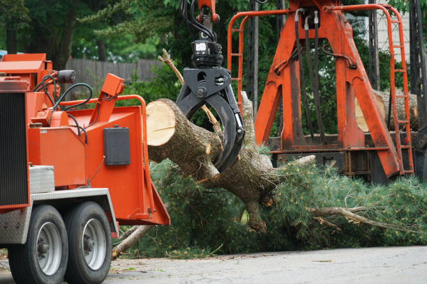 Best Grass Overseeding  in Point, TX