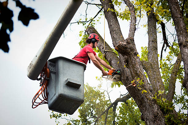 Professional Tree Removal in Point, TX